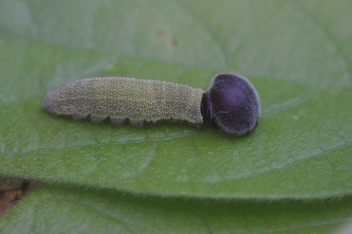 Cloudywing Caterpillar